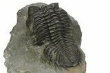 Large Coltraneia Trilobite Fossil - Huge Faceted Eyes #273802-4